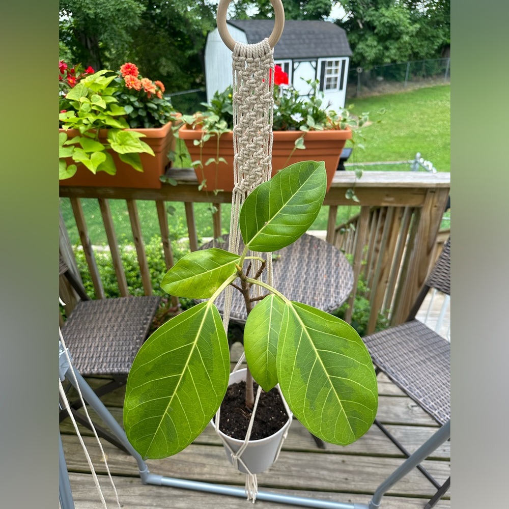 Macrame Plant Hanger. Handmade by me, made to order!